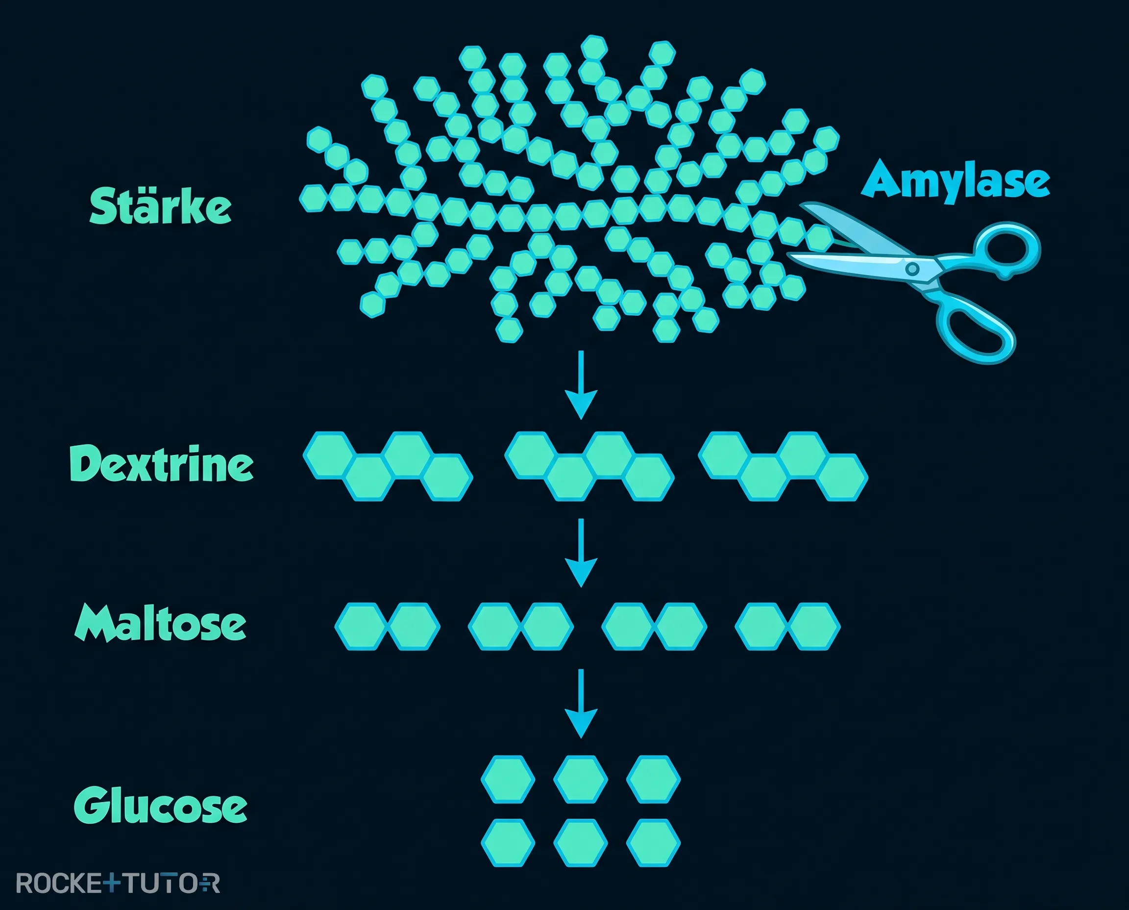 Abbau von Stärke zu Glucose