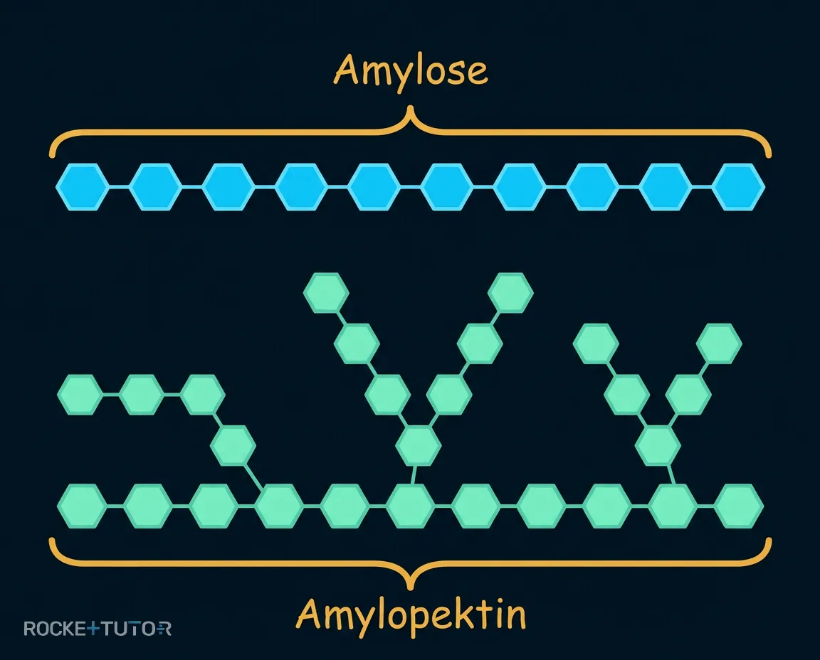 Molekulare Struktur Amylose Amylopektin