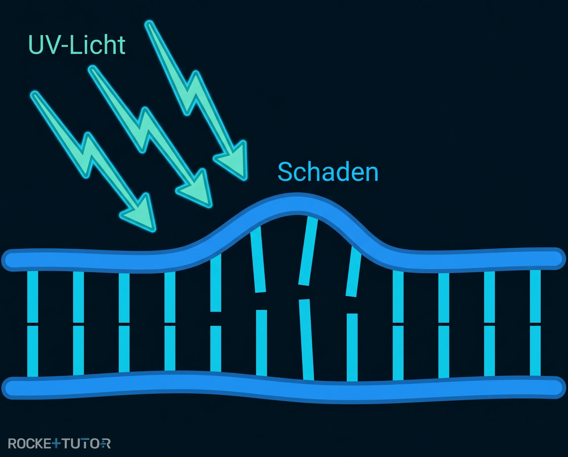 UV-Strahlung beschädigt die DNA-Struktur