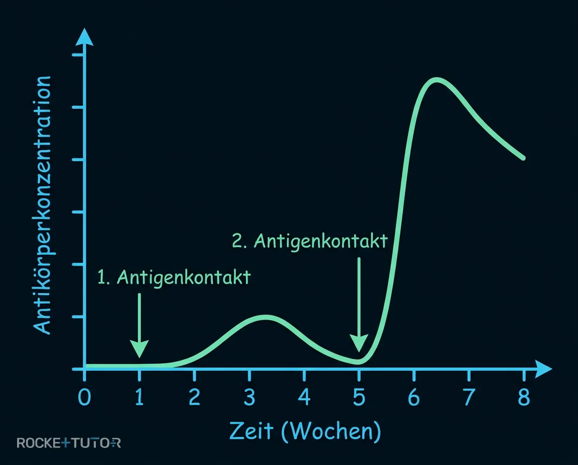 Antikörperkonzentration bei Zweitinfektion