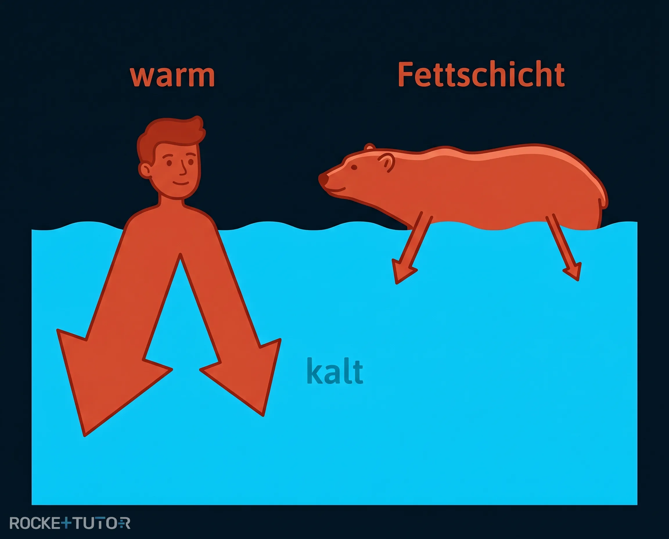 Mensch und Eisbär im kalten Wasser