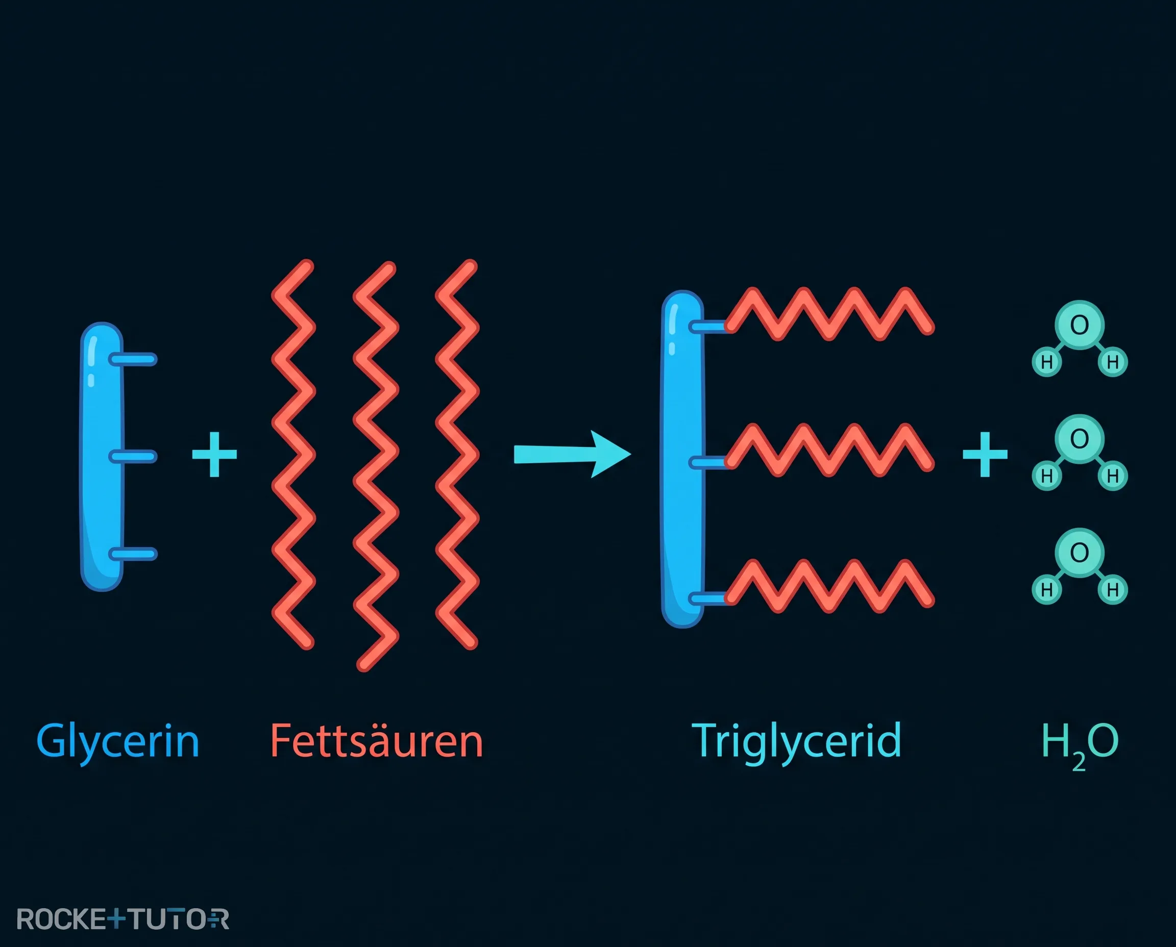 Aufbau eines Triglycerids aus Glycerin