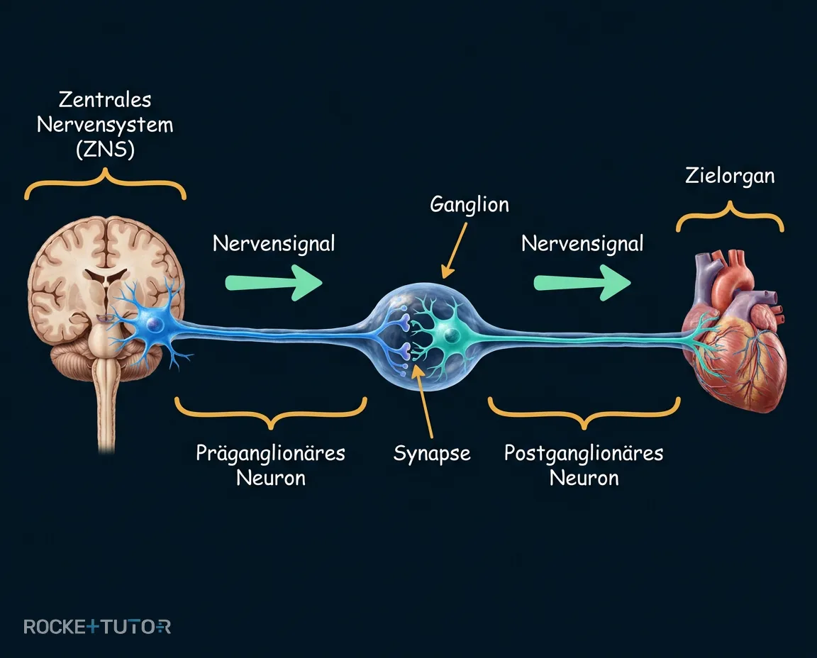 Zwei-Nerven-System mit Ganglion
