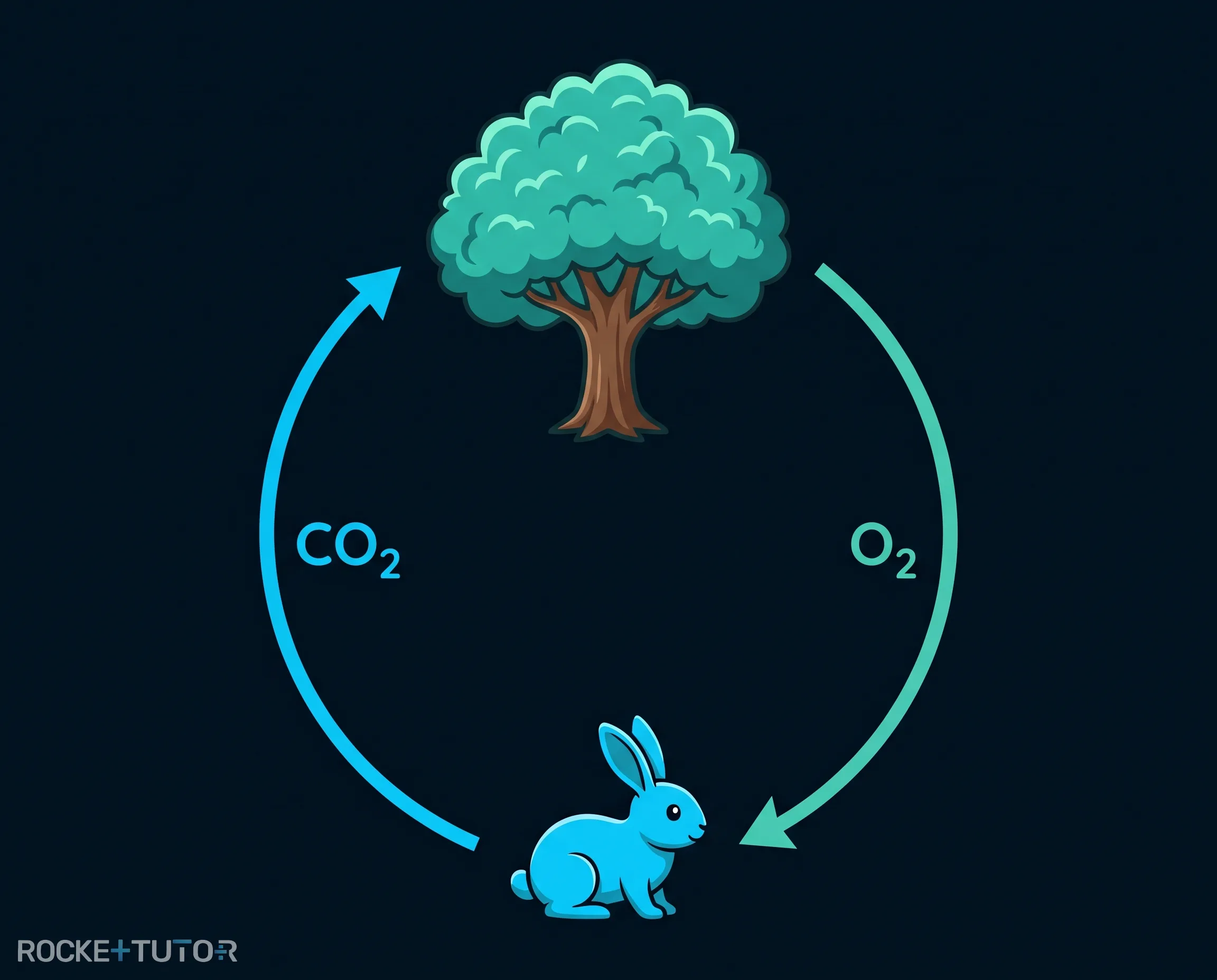 Kreislauf Photosynthese und Zellatmung