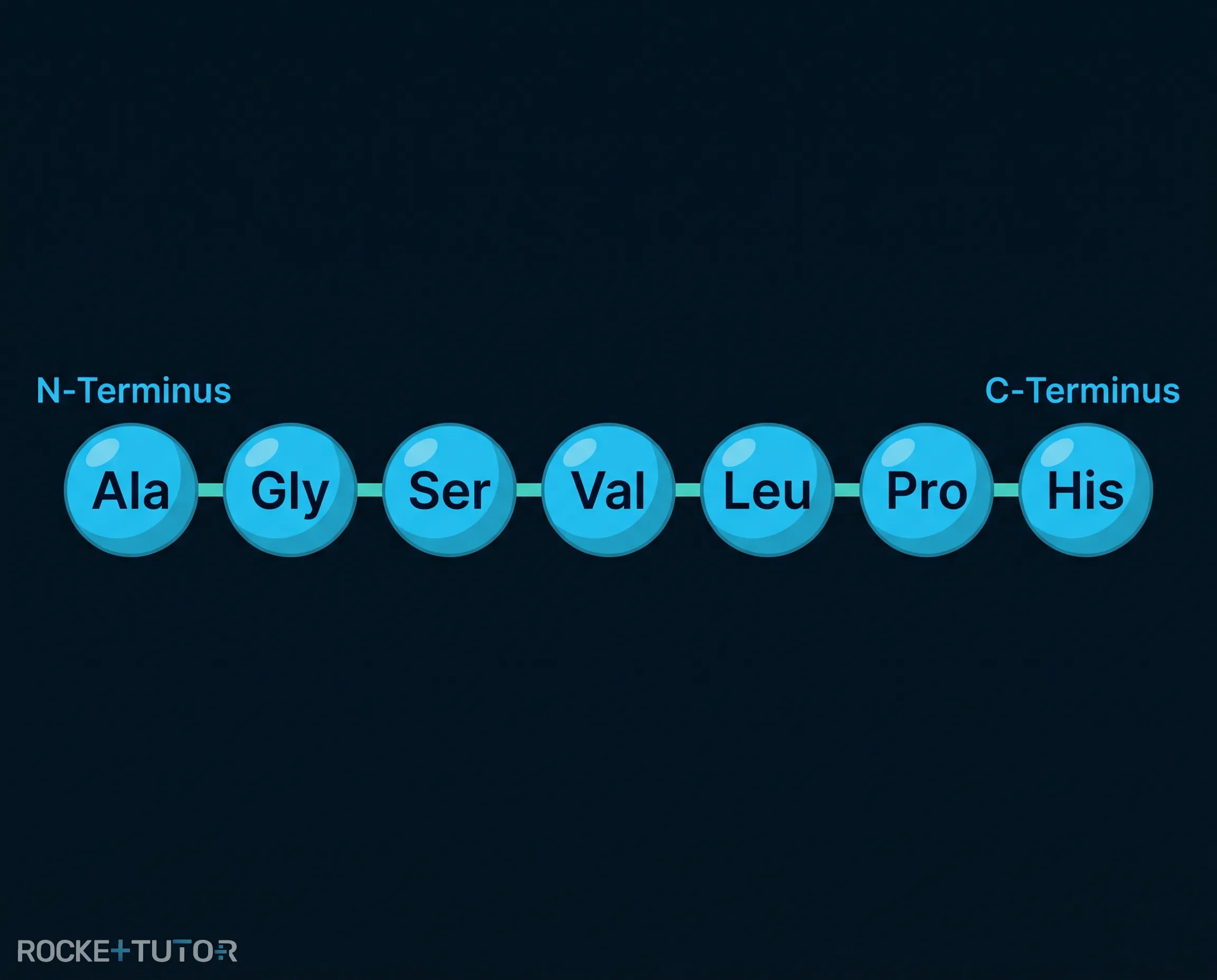 N-Terminus und C-Terminus