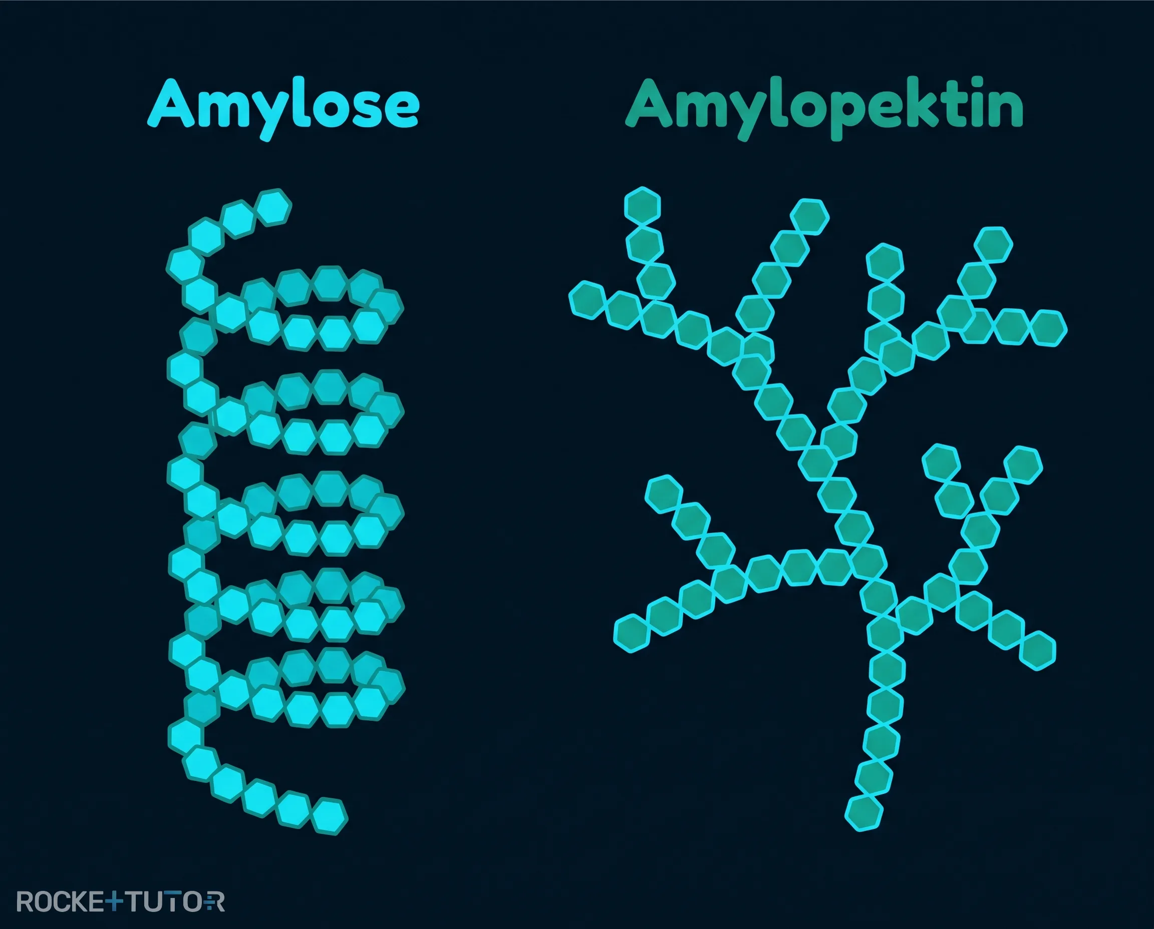 Struktur von Amylose und Amylopektin