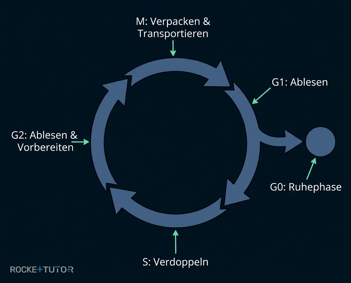 Zellzyklus Phasen Übersicht