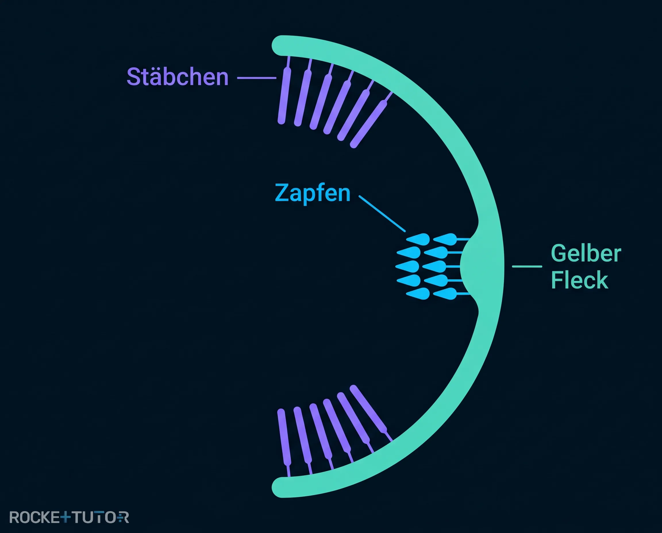 Verteilung Stäbchen und Zapfen