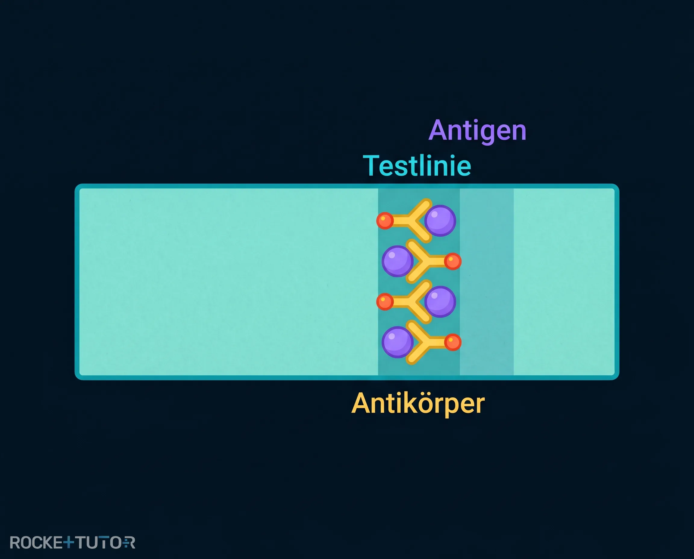 Aufbau eines Antigen-Schnelltests