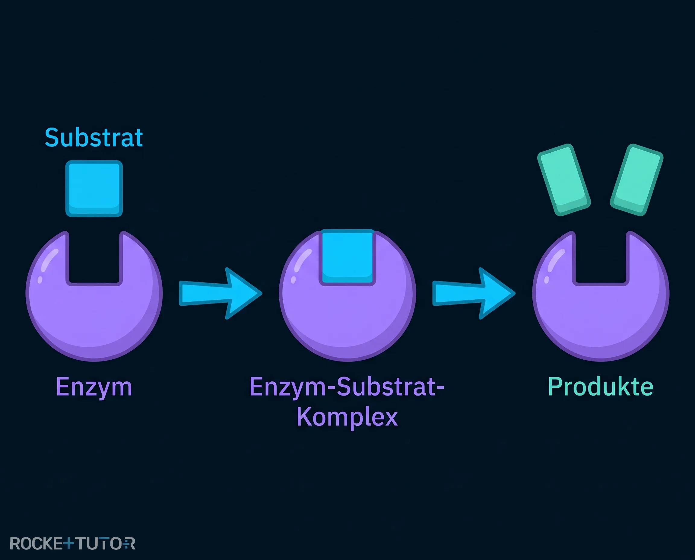 Ablauf einer enzymatischen Reaktion