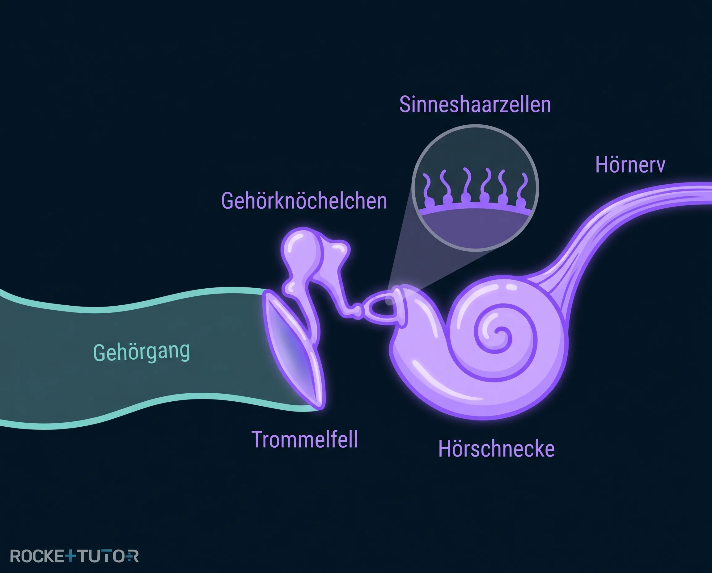 Aufbau des menschlichen Ohrs