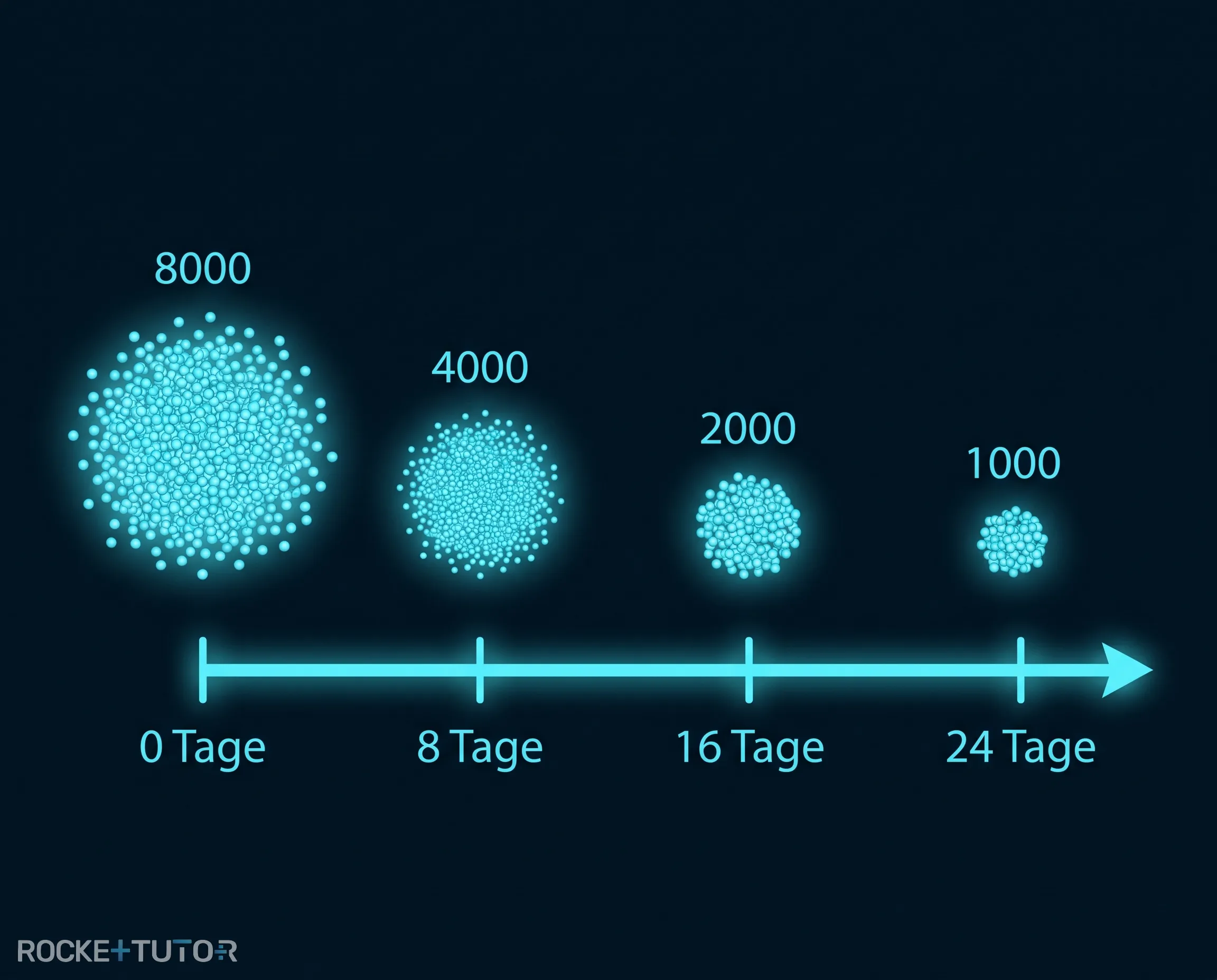 Verbleibende Kerne nach 24 Tagen