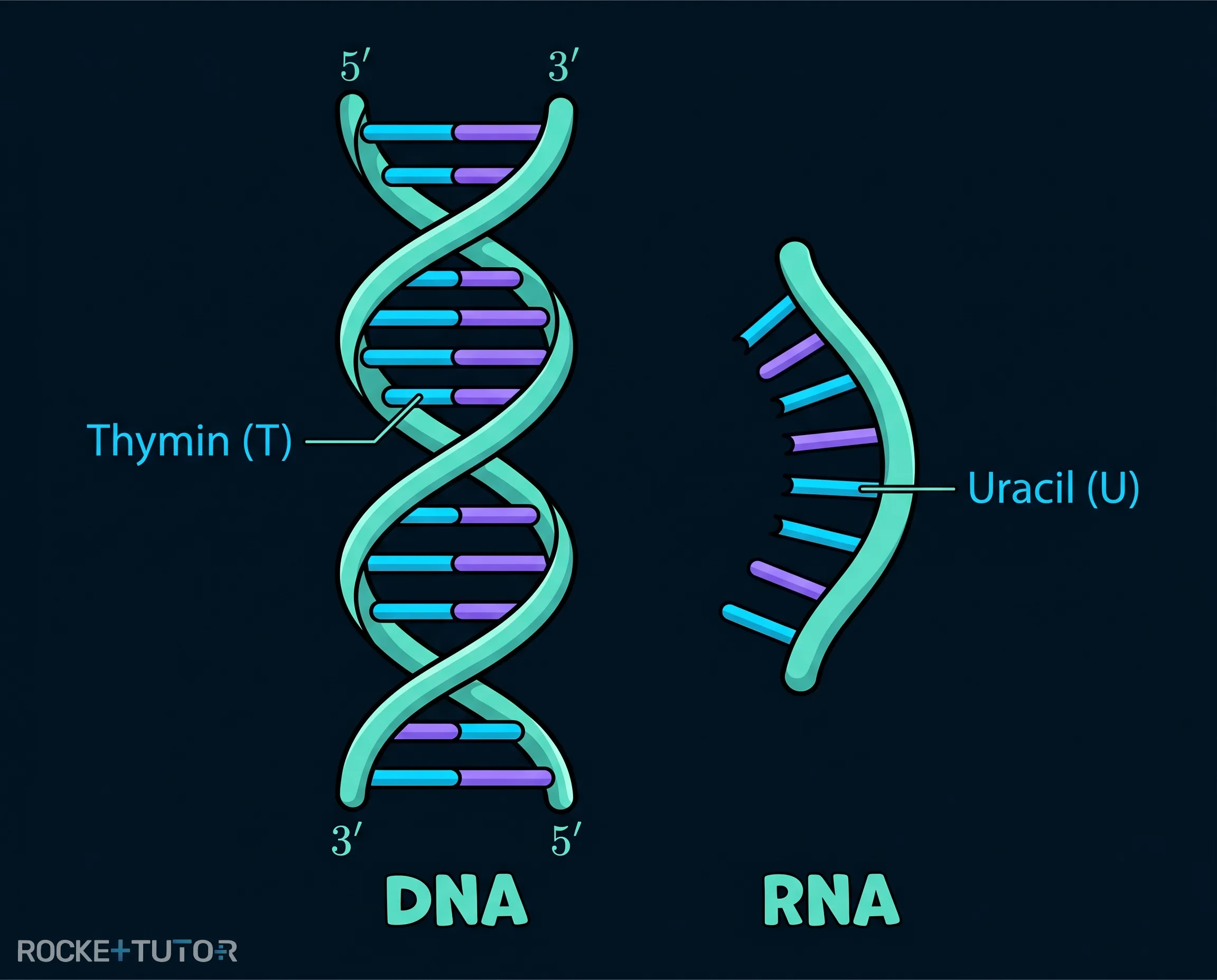 Vergleich von DNA und RNA