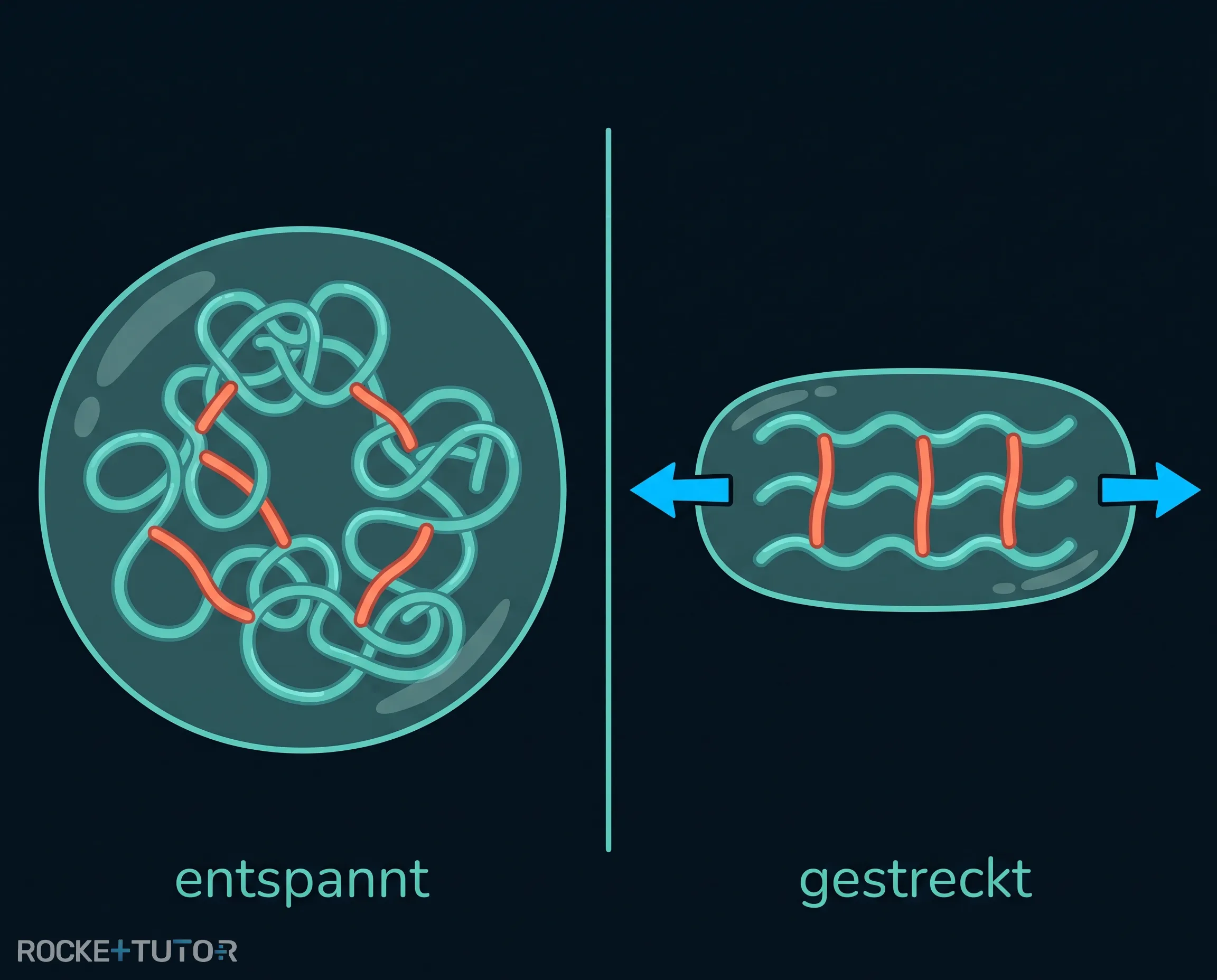 Molekülstruktur von Elastomeren