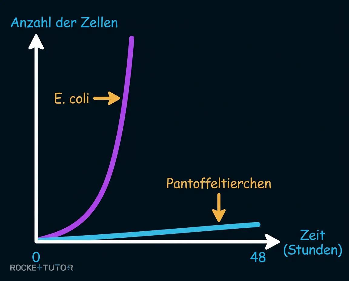 Wachstumskurven im Vergleich