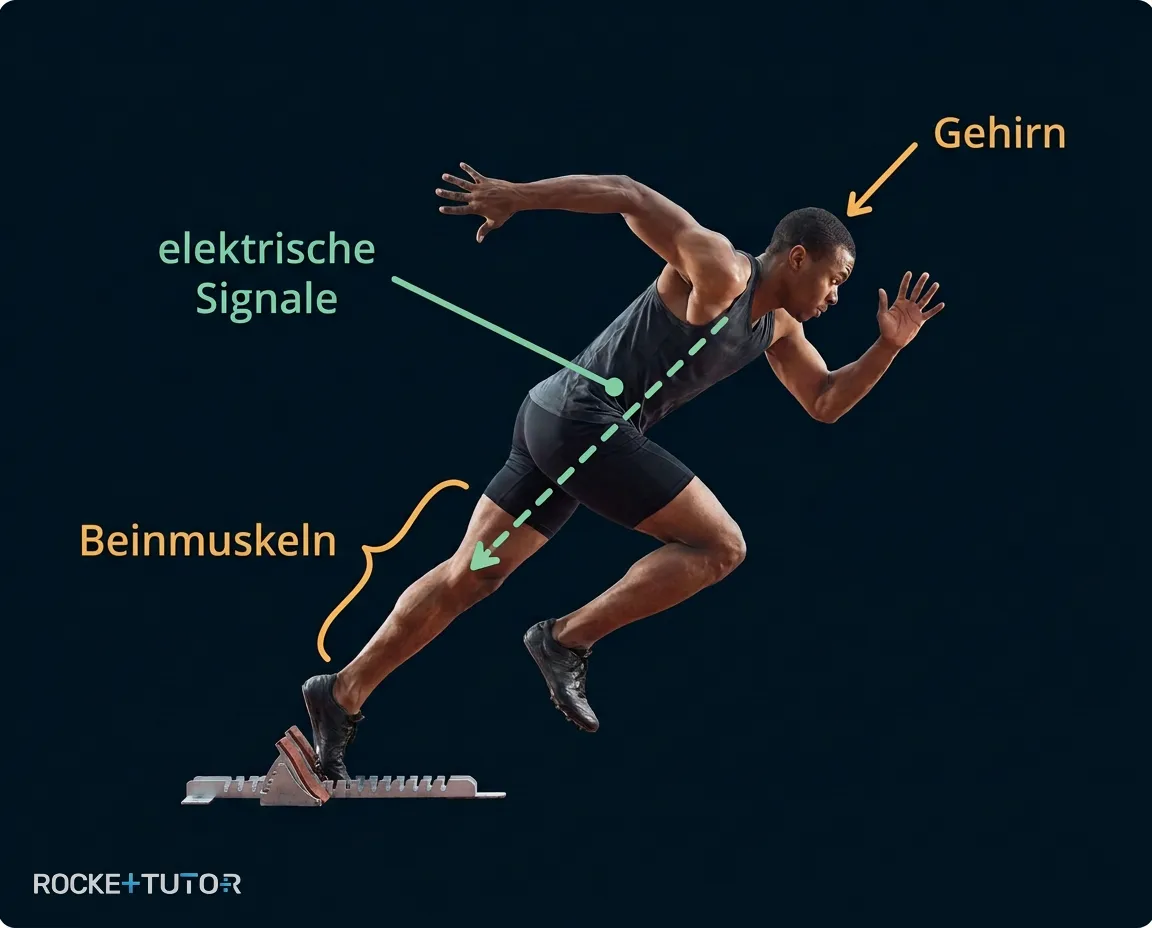 Gehirn sendet Signal an Muskel