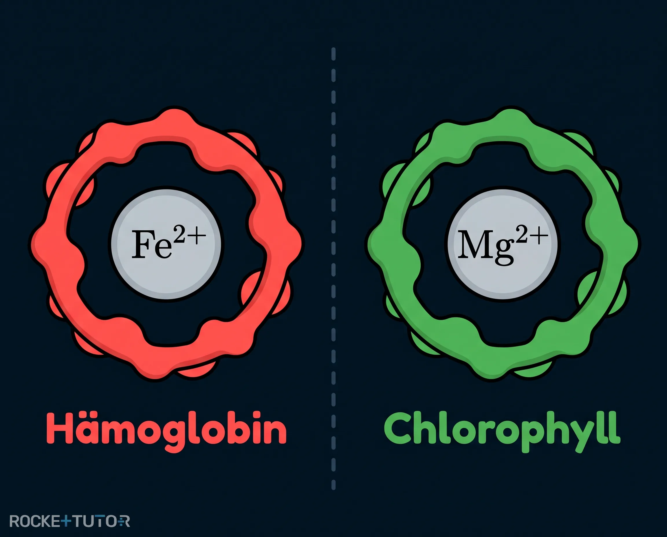 Hämoglobin und Chlorophyll Struktur