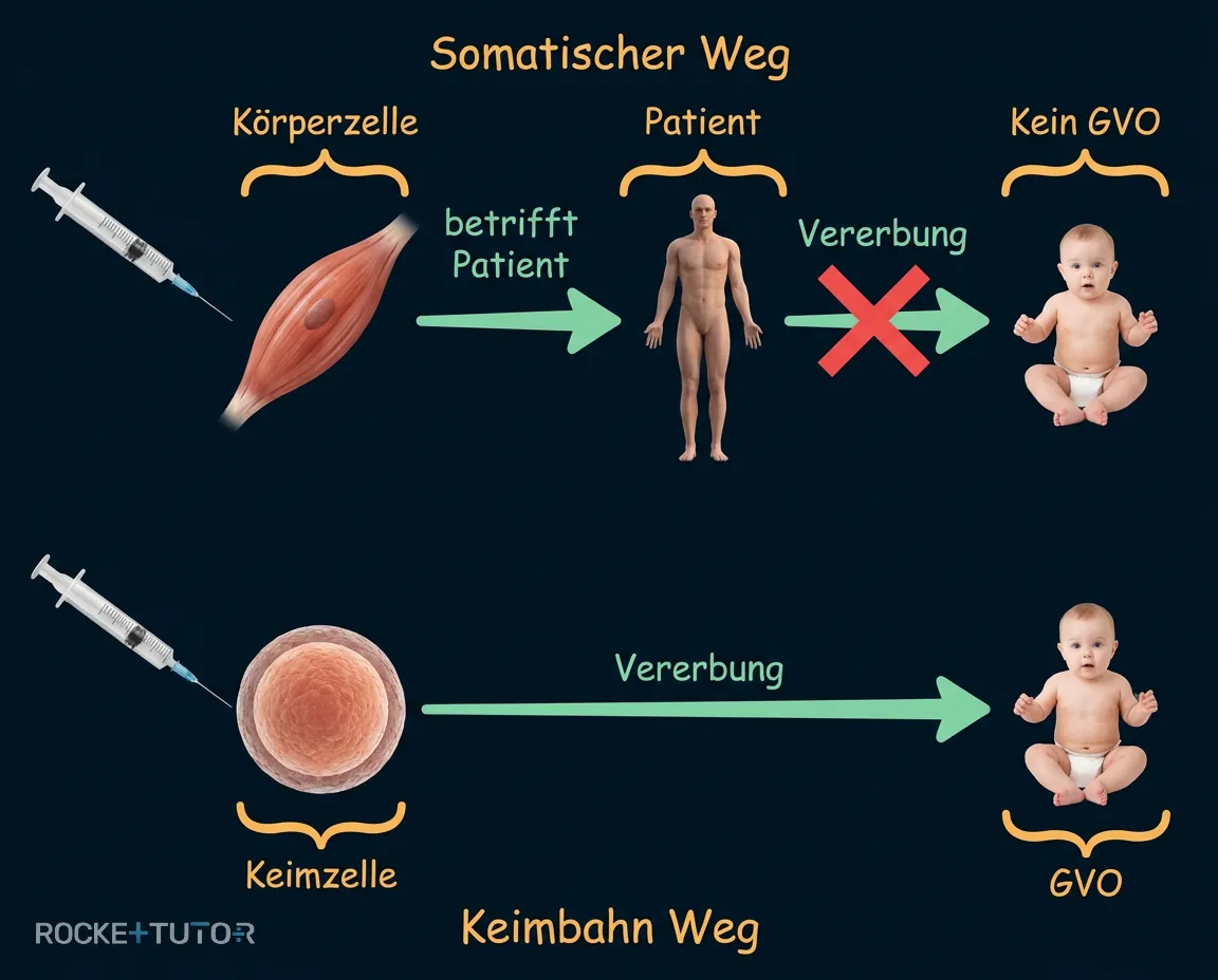 Somatische Zellen und Keimbahnzellen