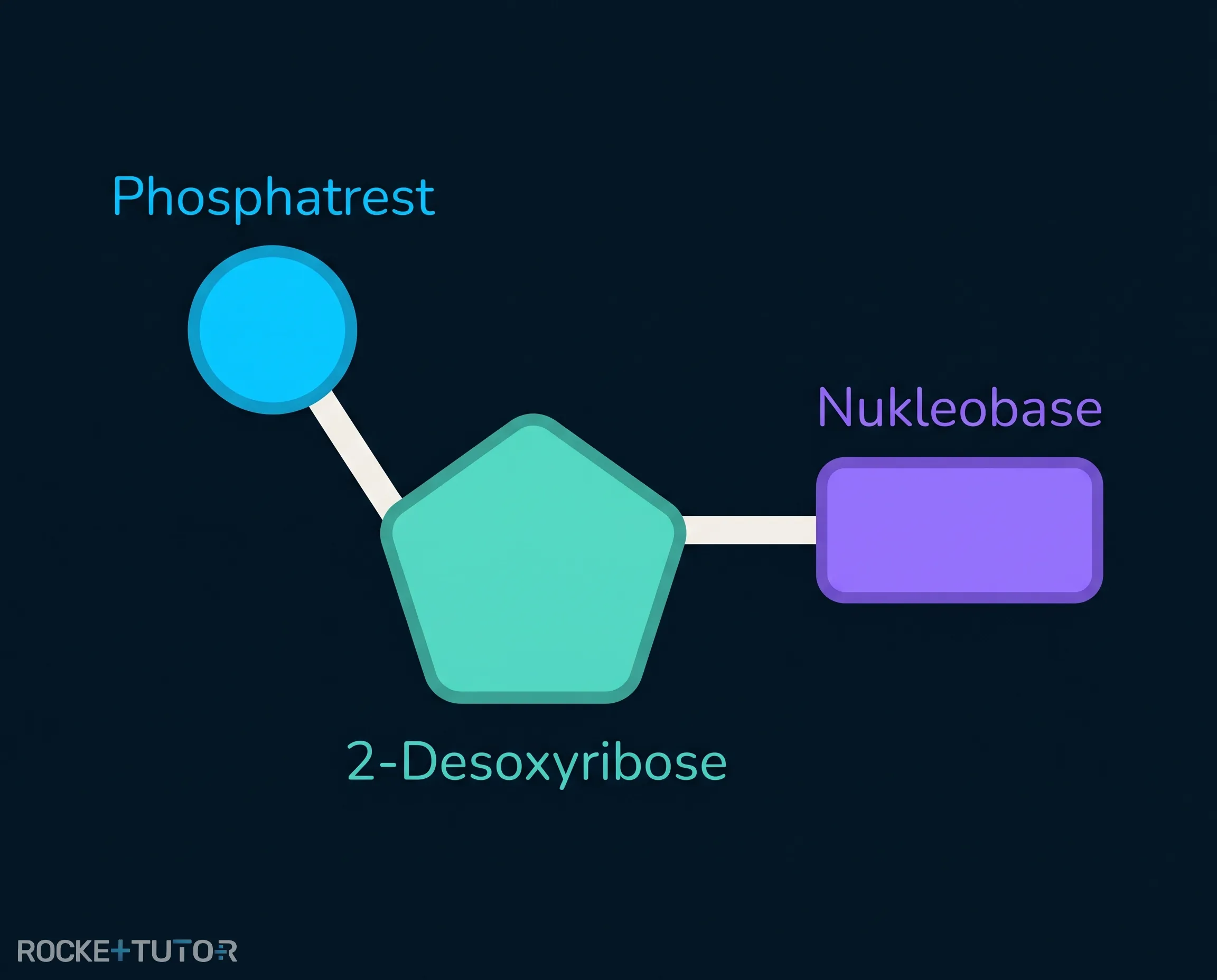 Aufbau eines einzelnen Nukleotids