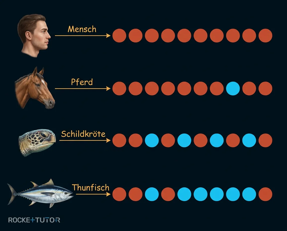 Vergleich Aminosäuren Mensch Pferd Thunfisch