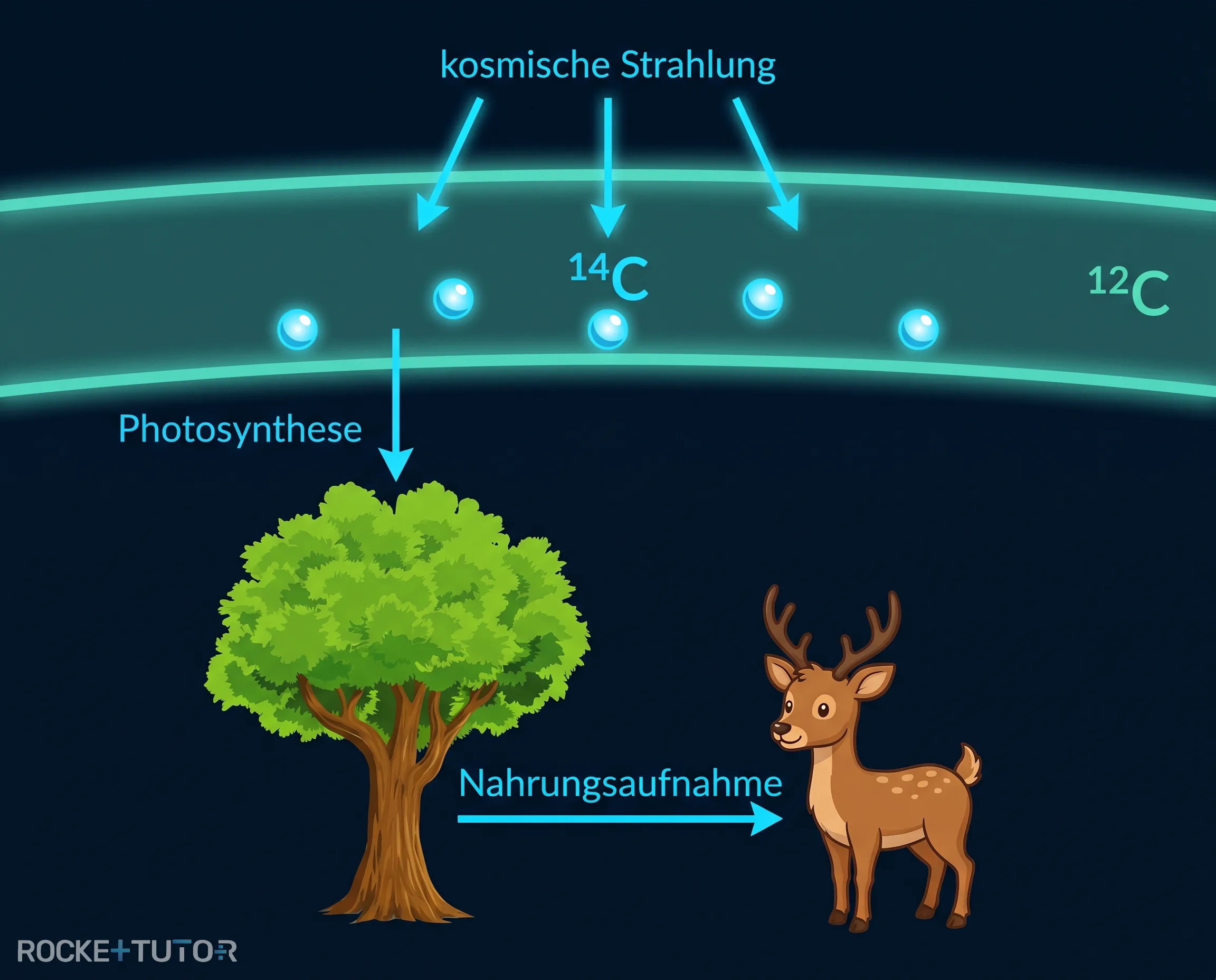 Kohlenstoffkreislauf in der Natur