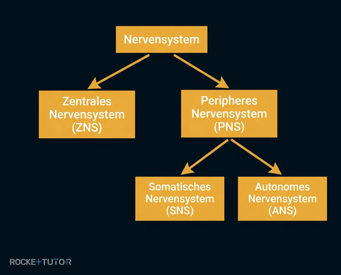 Diagramm ZNS und PNS