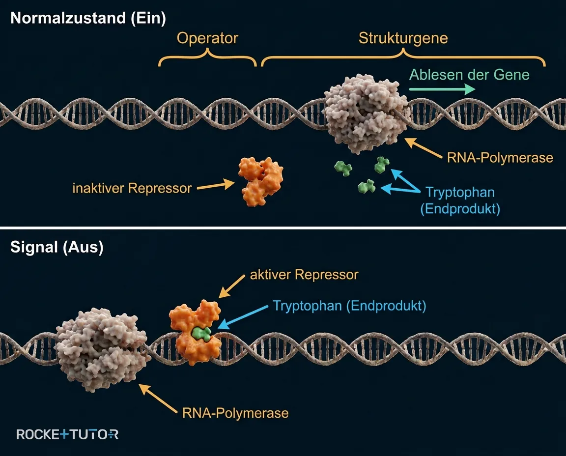 Endproduktrepression am Trp-Operon