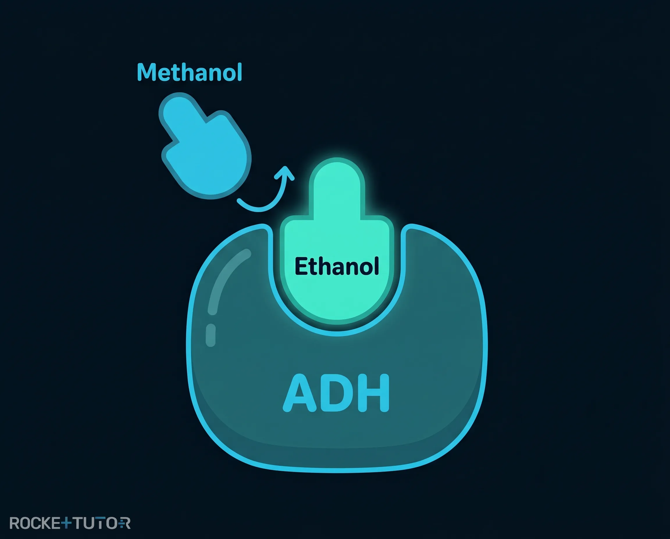Enzym mit Ethanol und Methanol