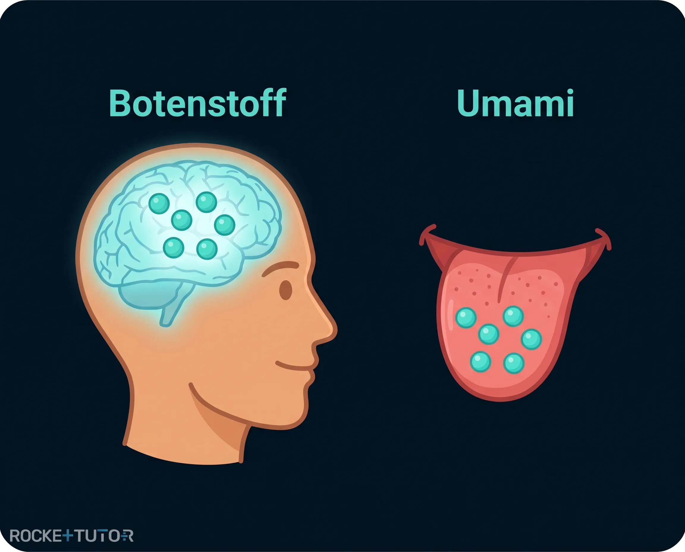 Glutamat als Geschmacksverstärker Umami