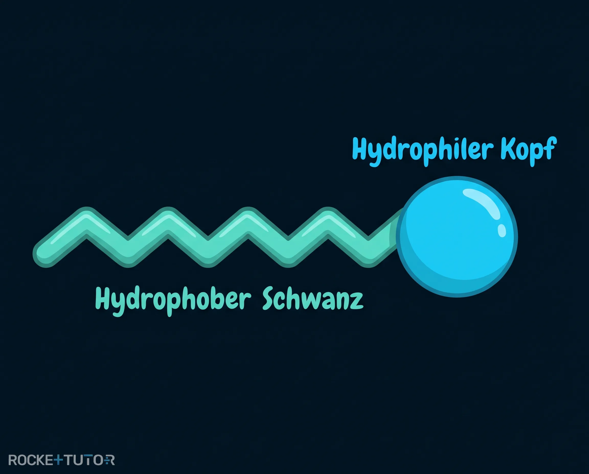 Kopf-Schwanz-Modell eines Tensids