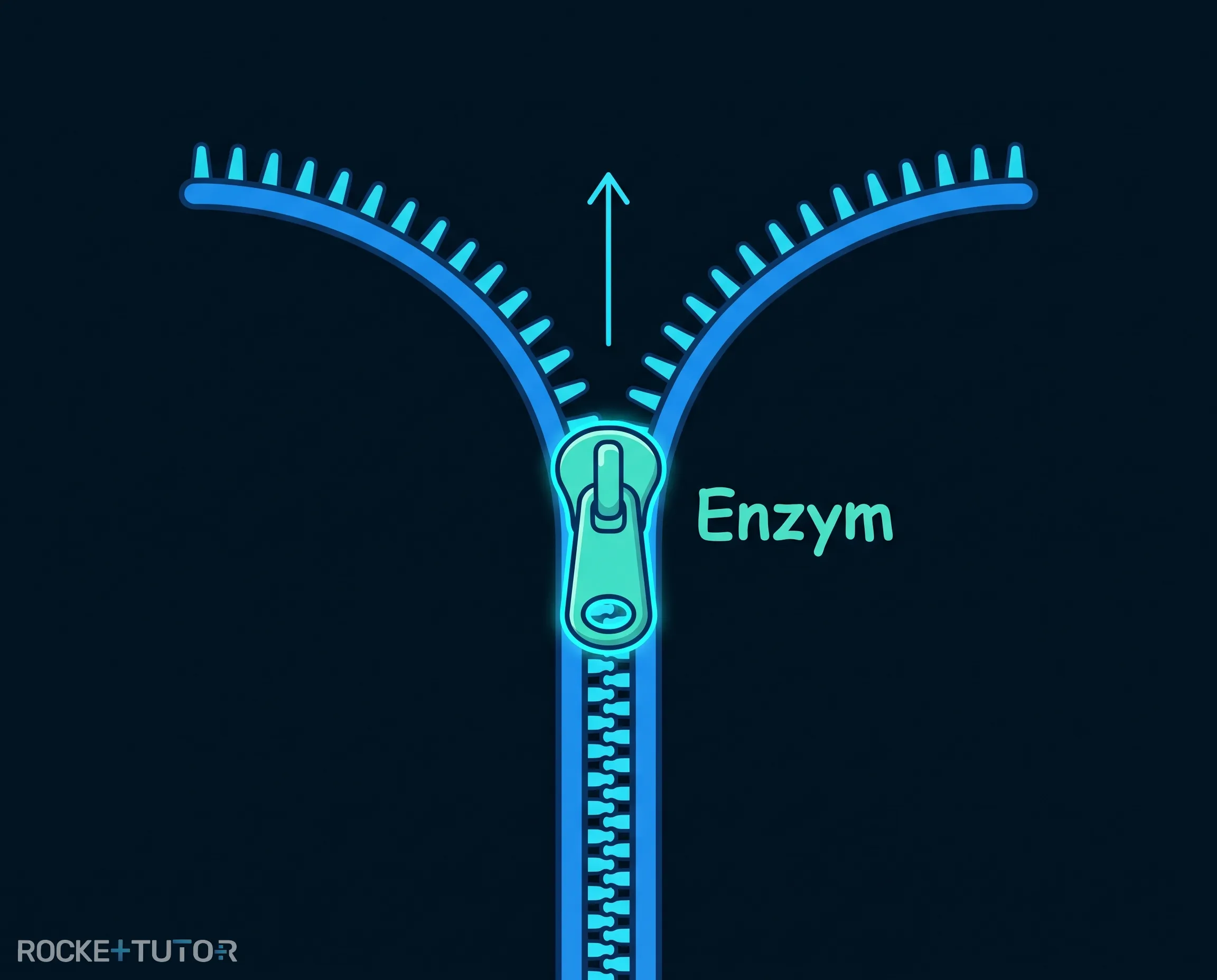 DNA-Doppelhelix wird durch Enzyme geöffnet