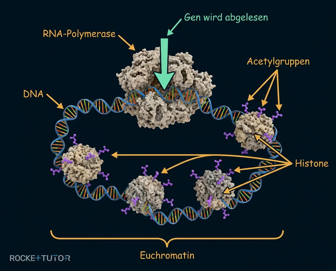 Histon-Acetylierung und Euchromatin