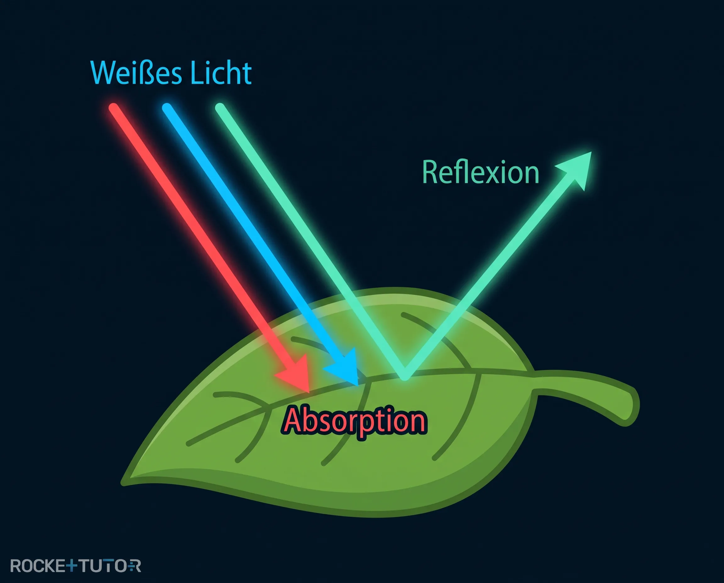 Absorption und Reflexion am Blatt