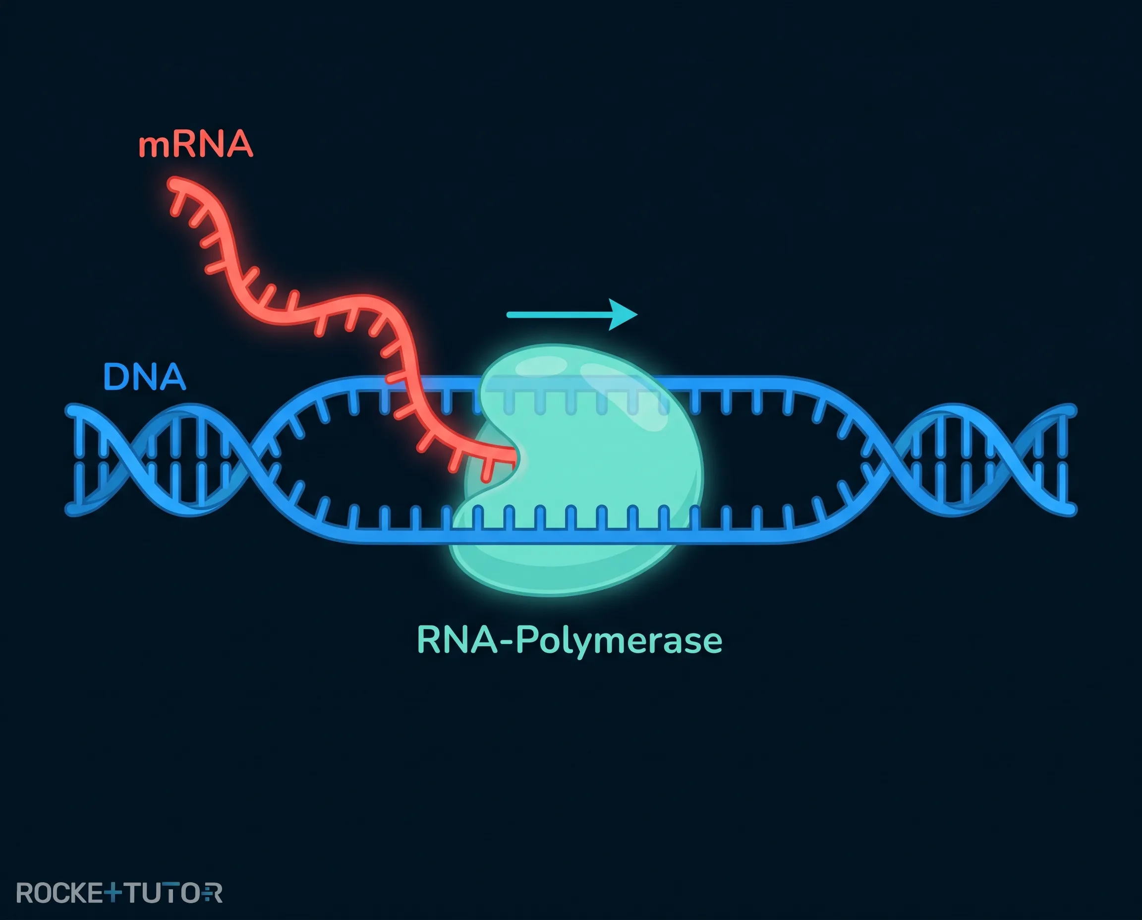 Transkription DNA zu mRNA