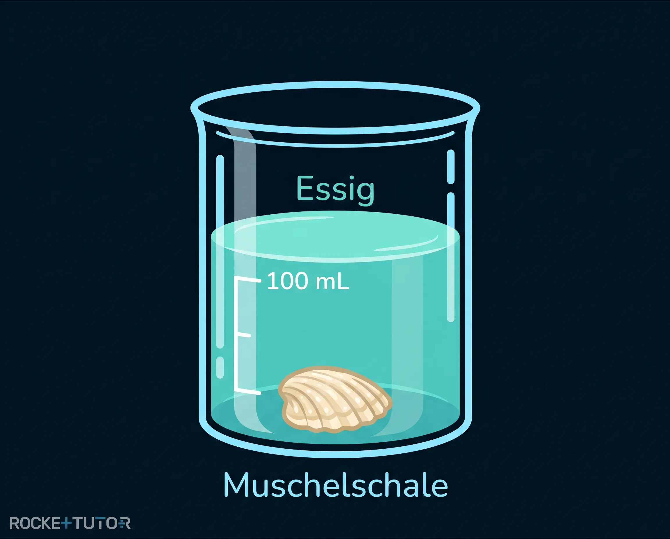 Muschelschale im Becherglas mit Essig