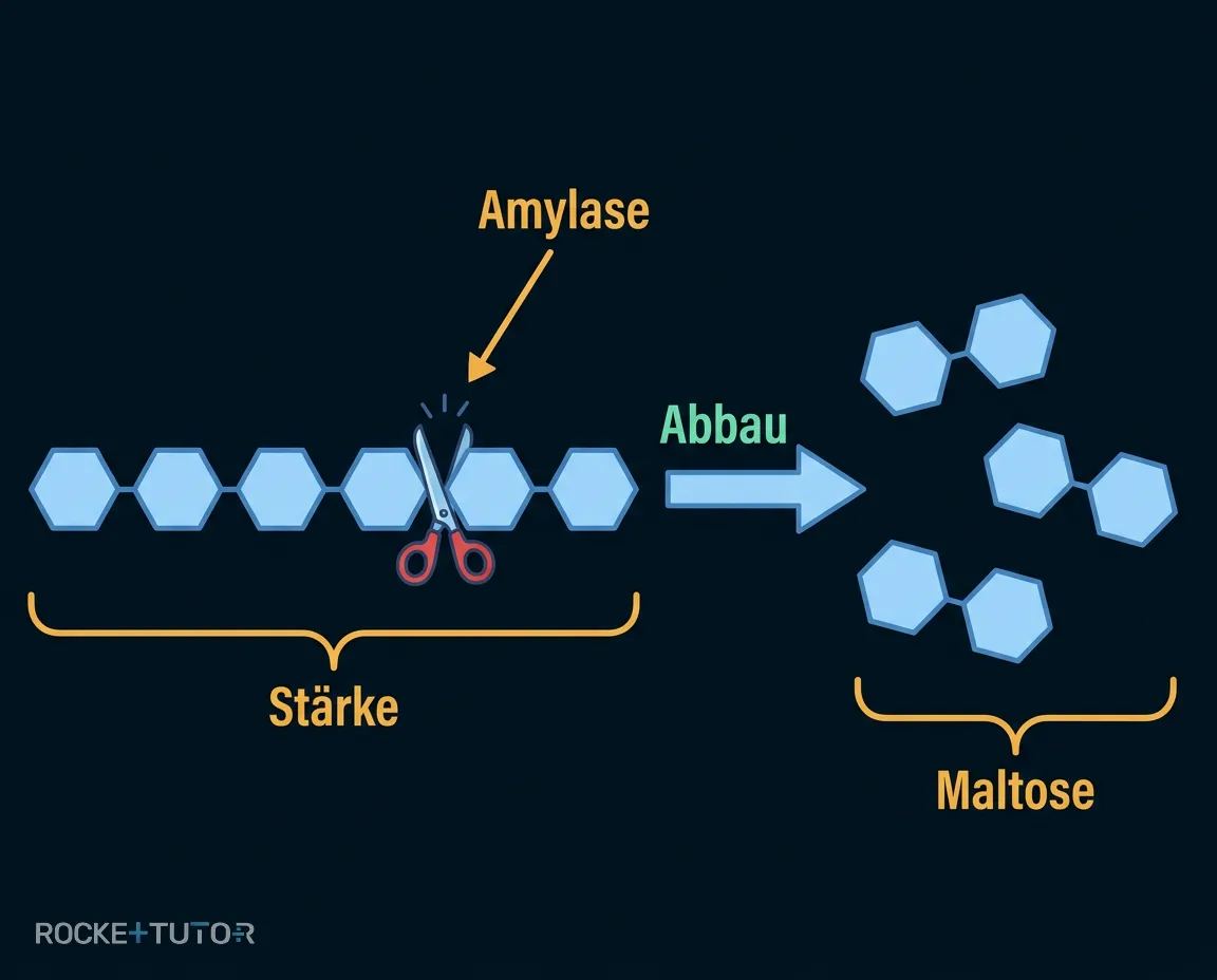Amylase spaltet Stärke zu Maltose