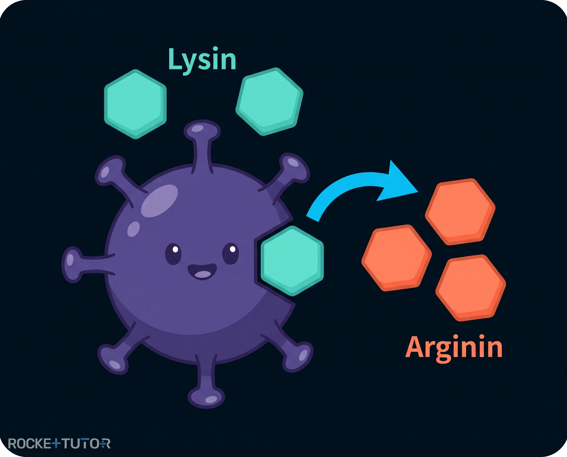 Lysin verdrängt Arginin bei Herpesviren