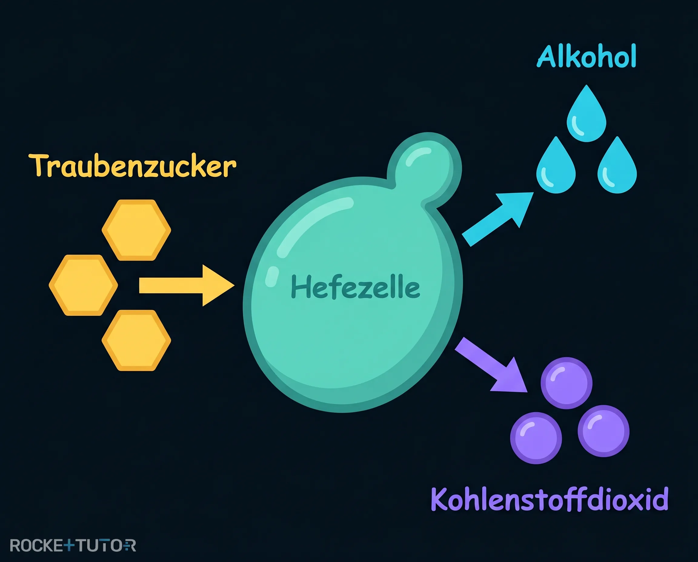 Hefezellen bei der alkoholischen Gärung
