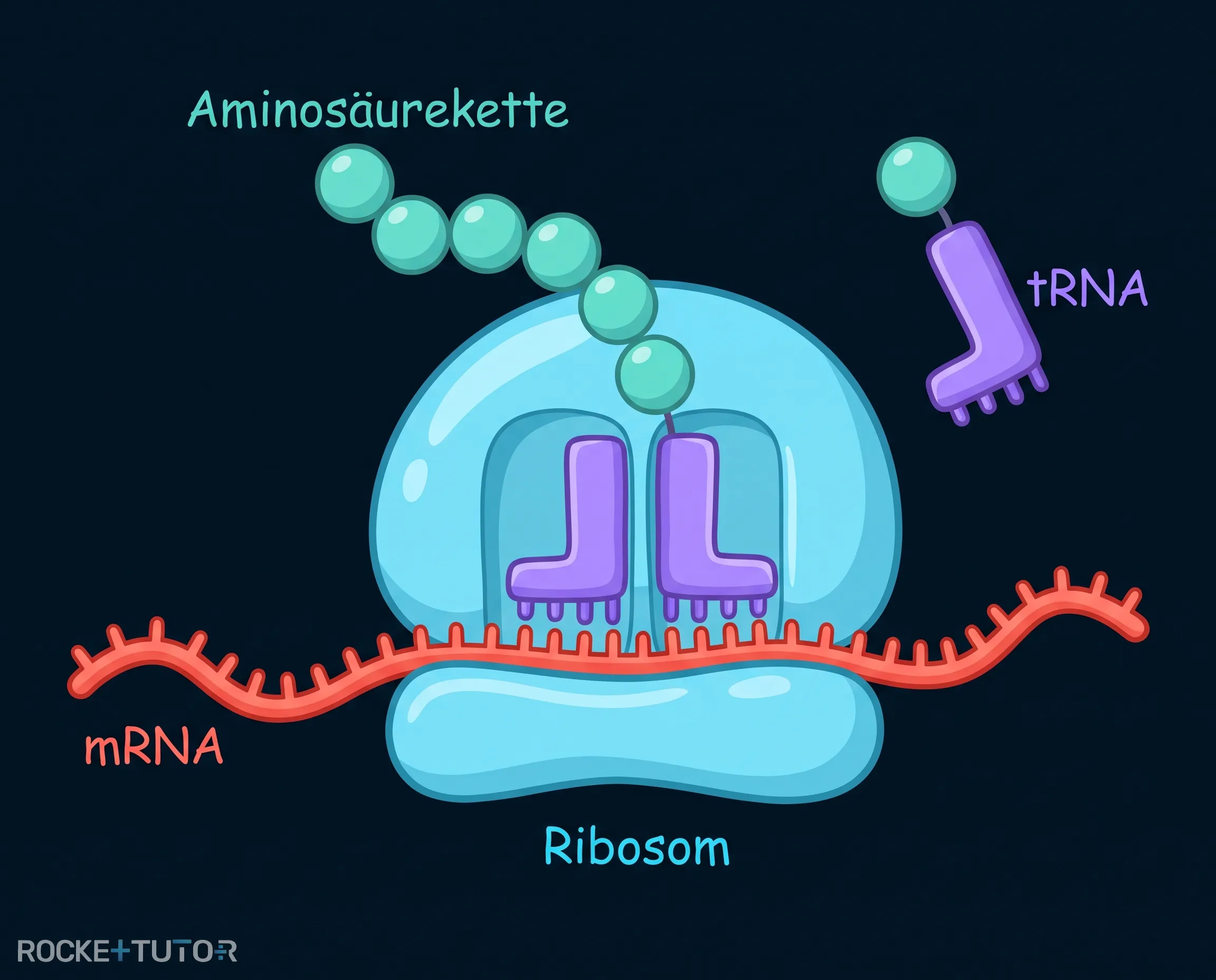 Translation am Ribosom